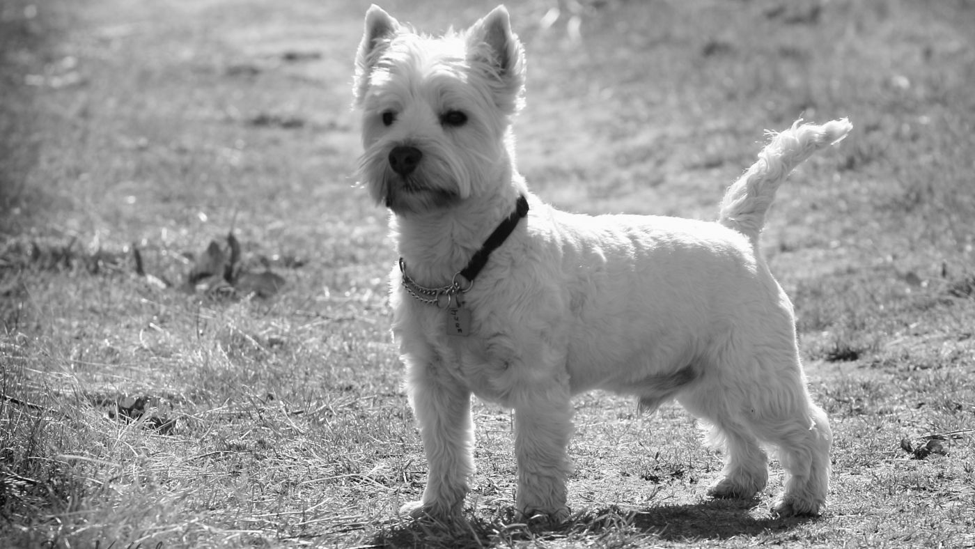 高清晰白色小狗黑白壁纸图片