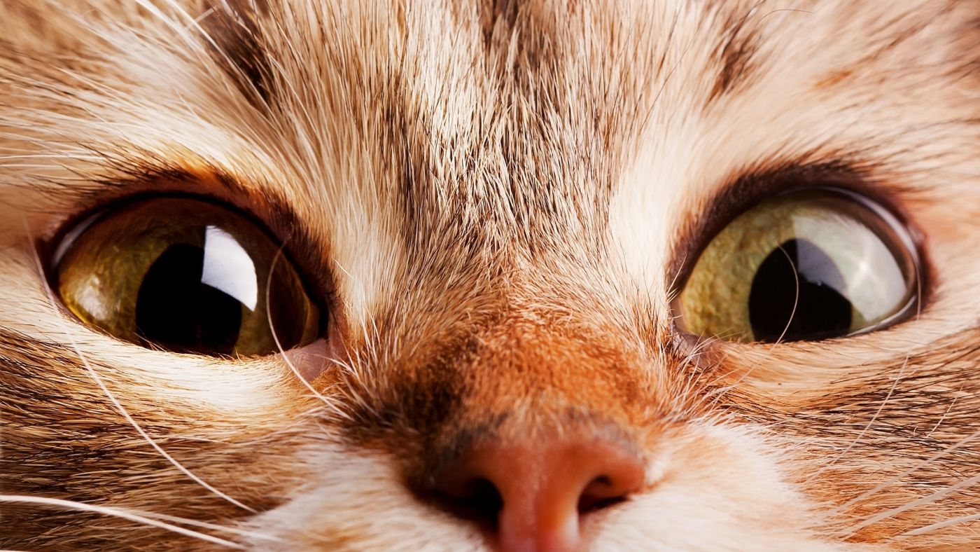猫眼-高清视频素材 | 资源分享站
