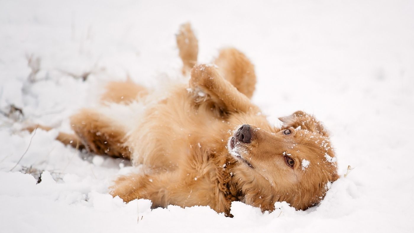 雪地上的狗子摄影图__家禽家畜_生物世界_摄影图库_昵图网nipic.com