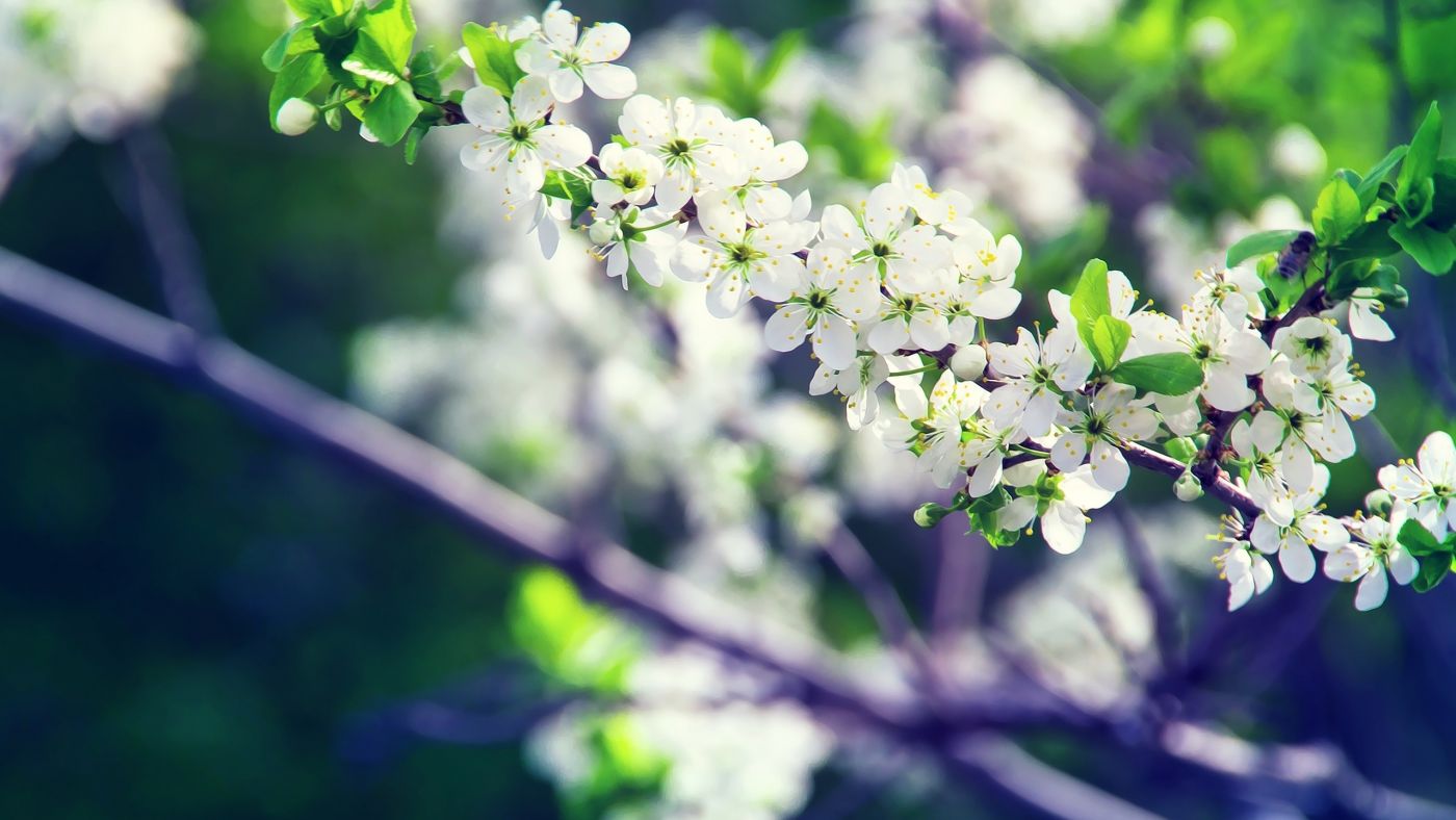 高清晰白色苹果花树壁纸图片