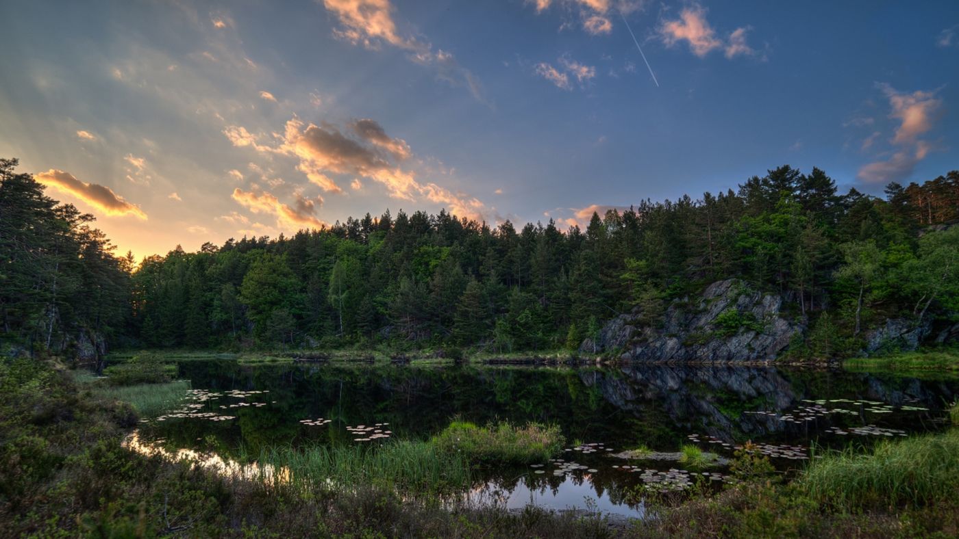 天空下的绿森湖植物图片