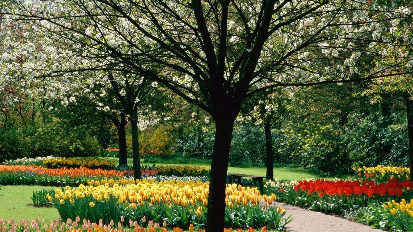 高清晰郁金香公园树美景壁纸图片