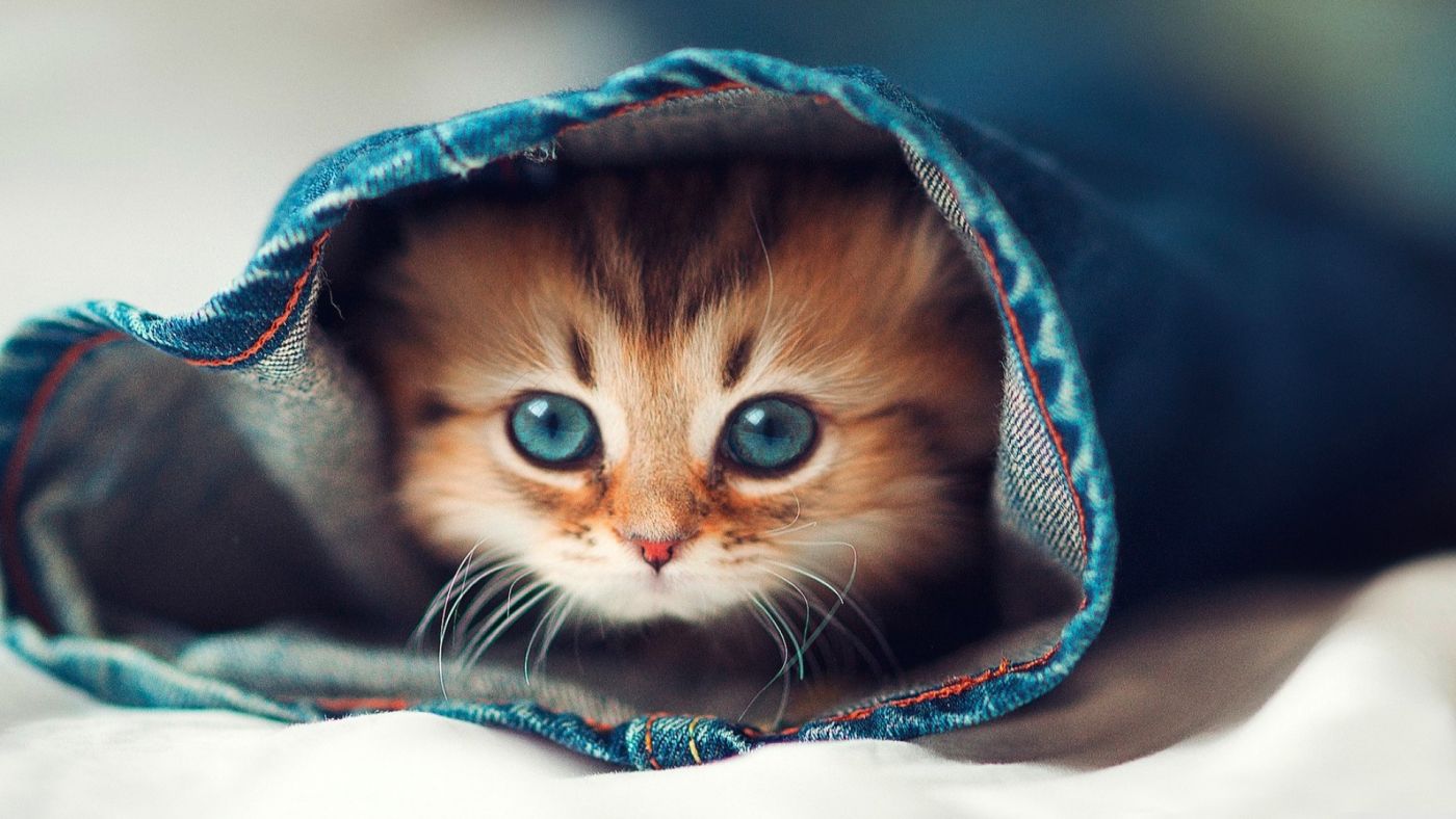 躲在牛仔裤裤里的花猫壁纸图片