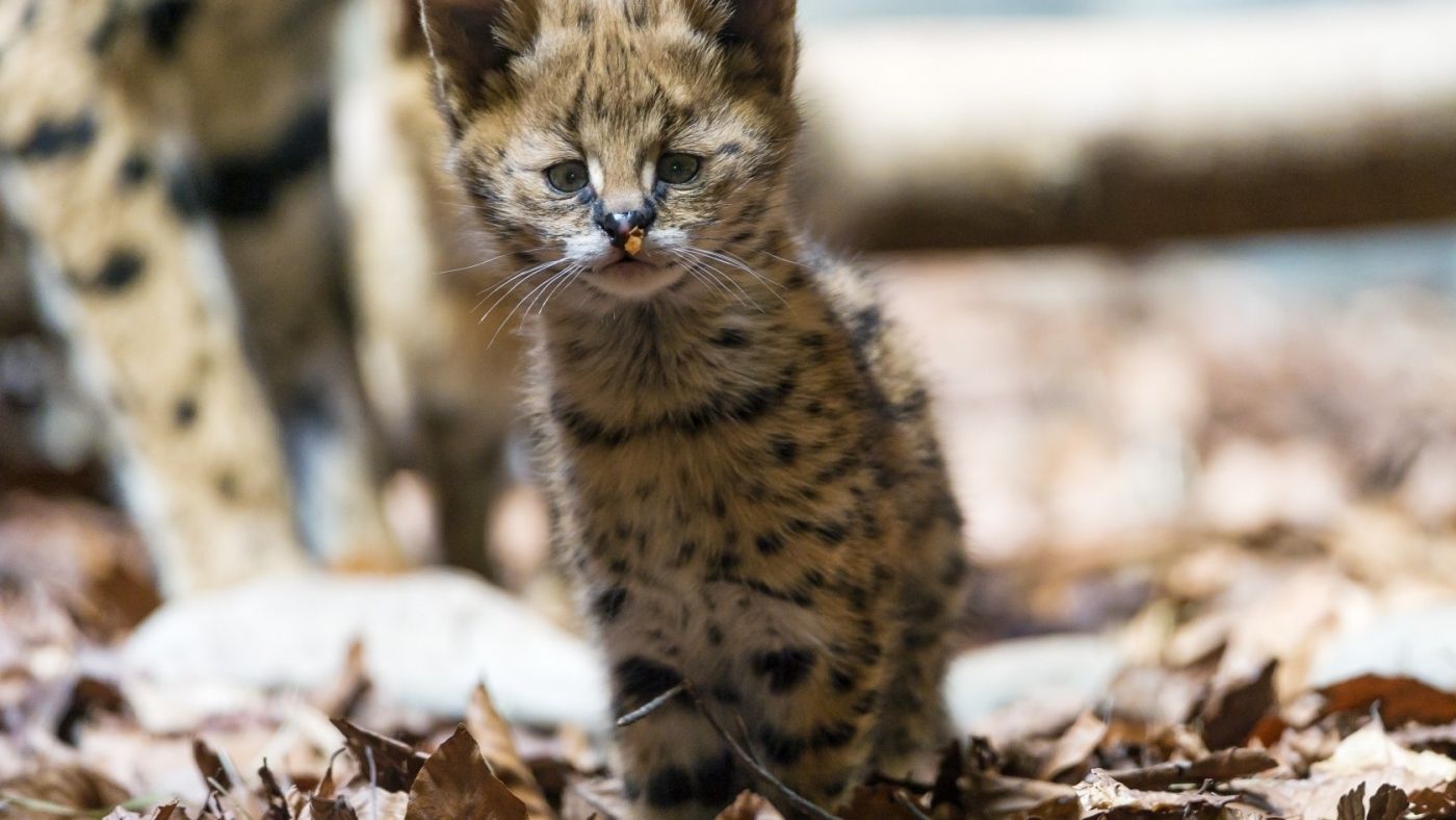 可爱的美洲虎幼崽壁纸图片