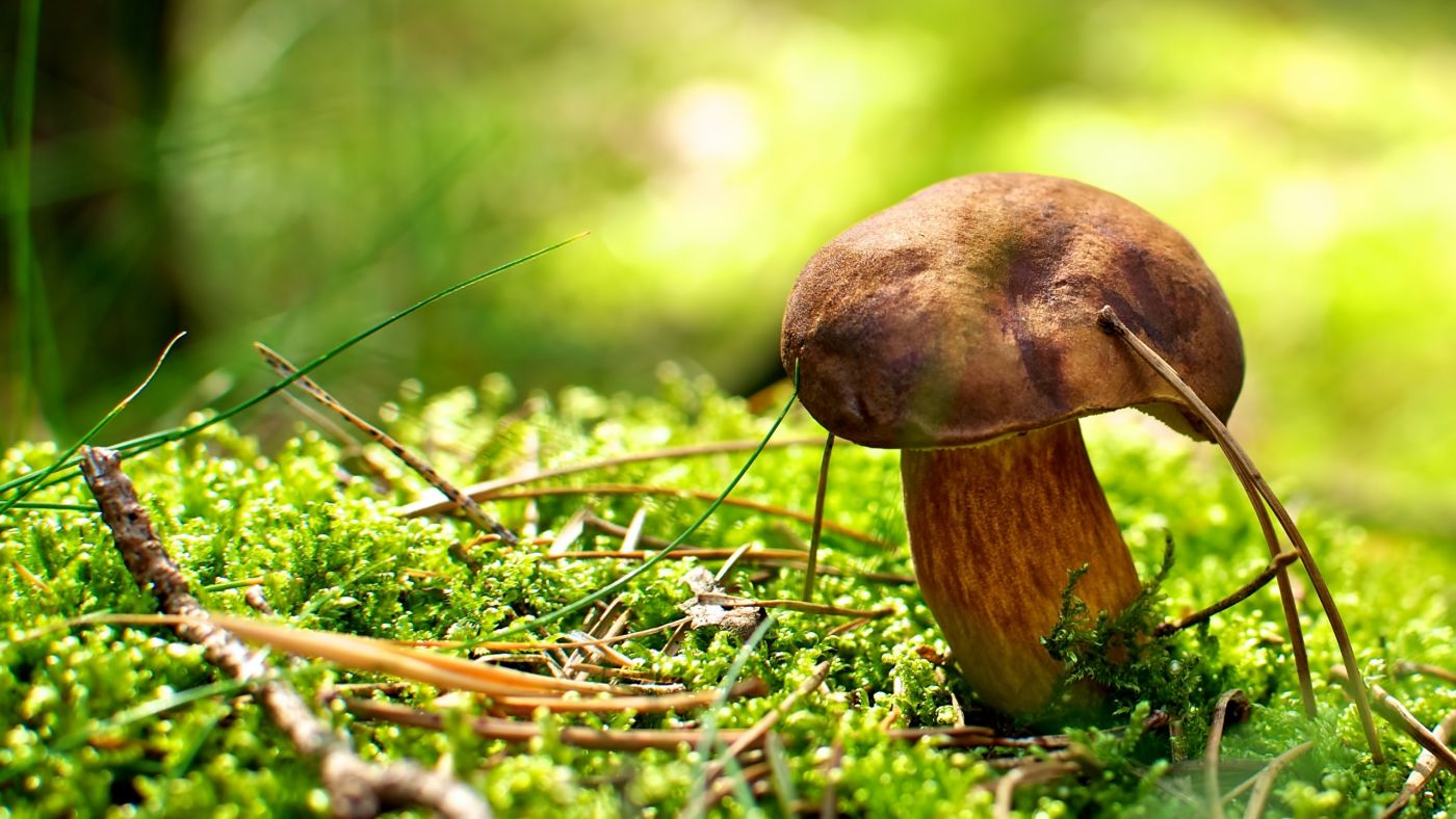 高清晰绿草丛中的香菇图片