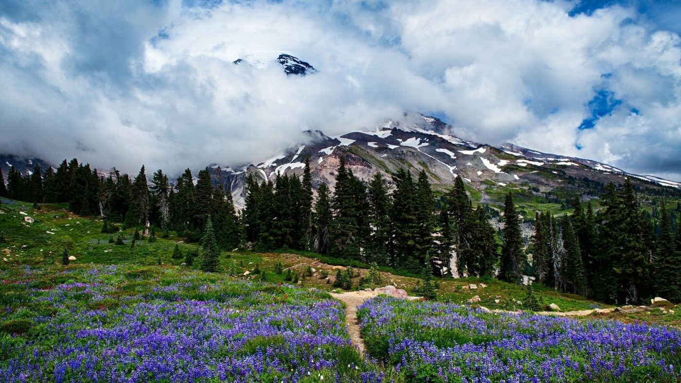 高清晰雪山下的紫花壁纸图片