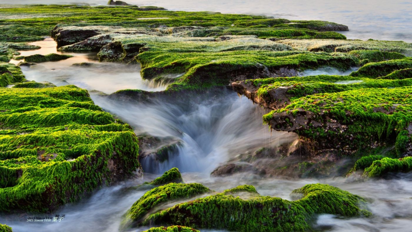 高清晰绿色苔藓小溪壁纸图片