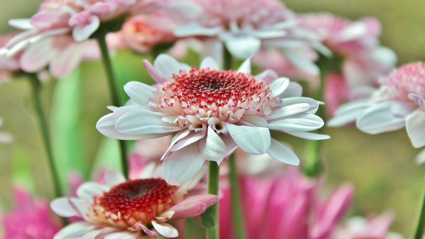 高清晰粉色非洲菊花壁纸图片