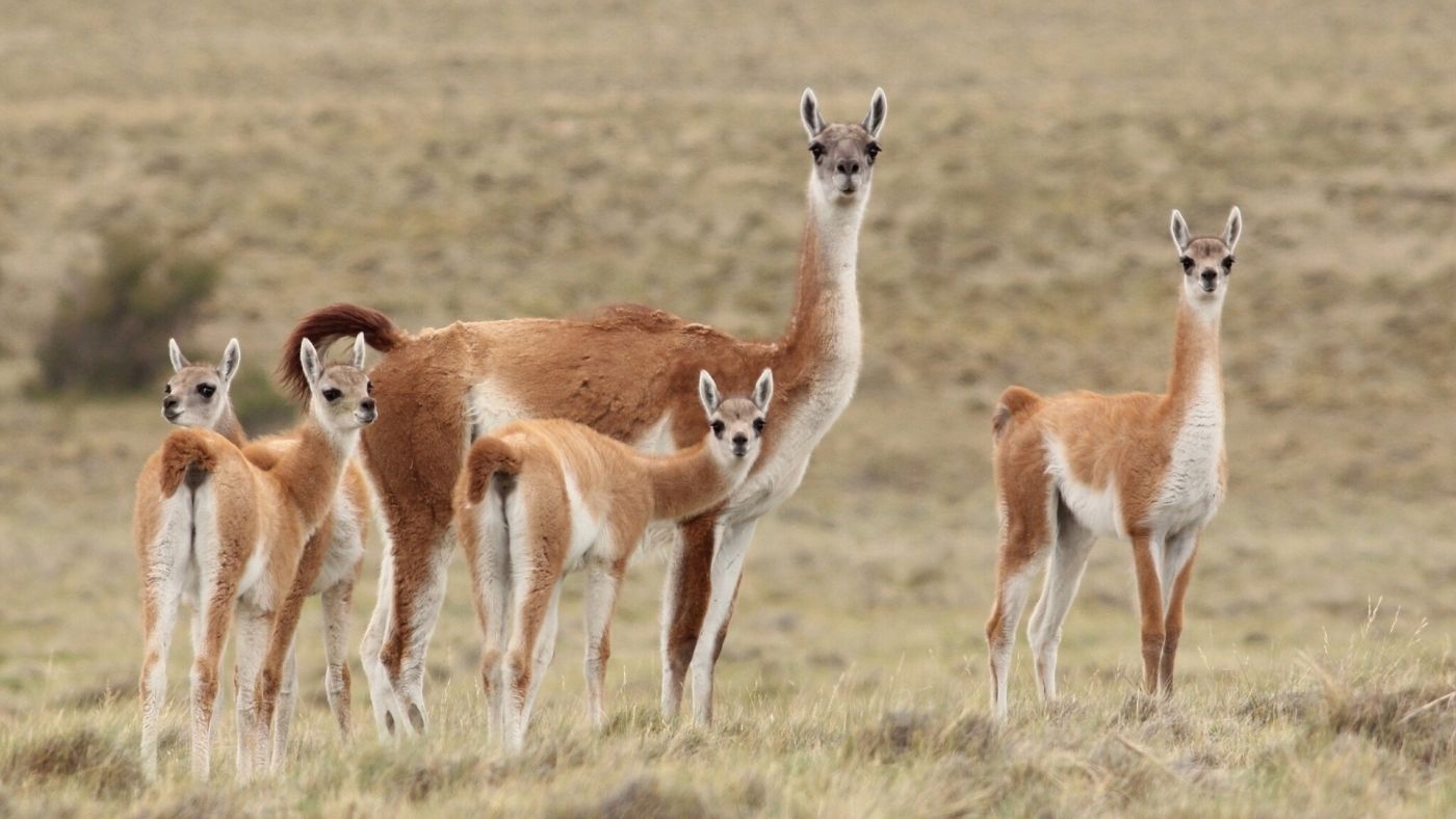 美洲驼壁纸图片