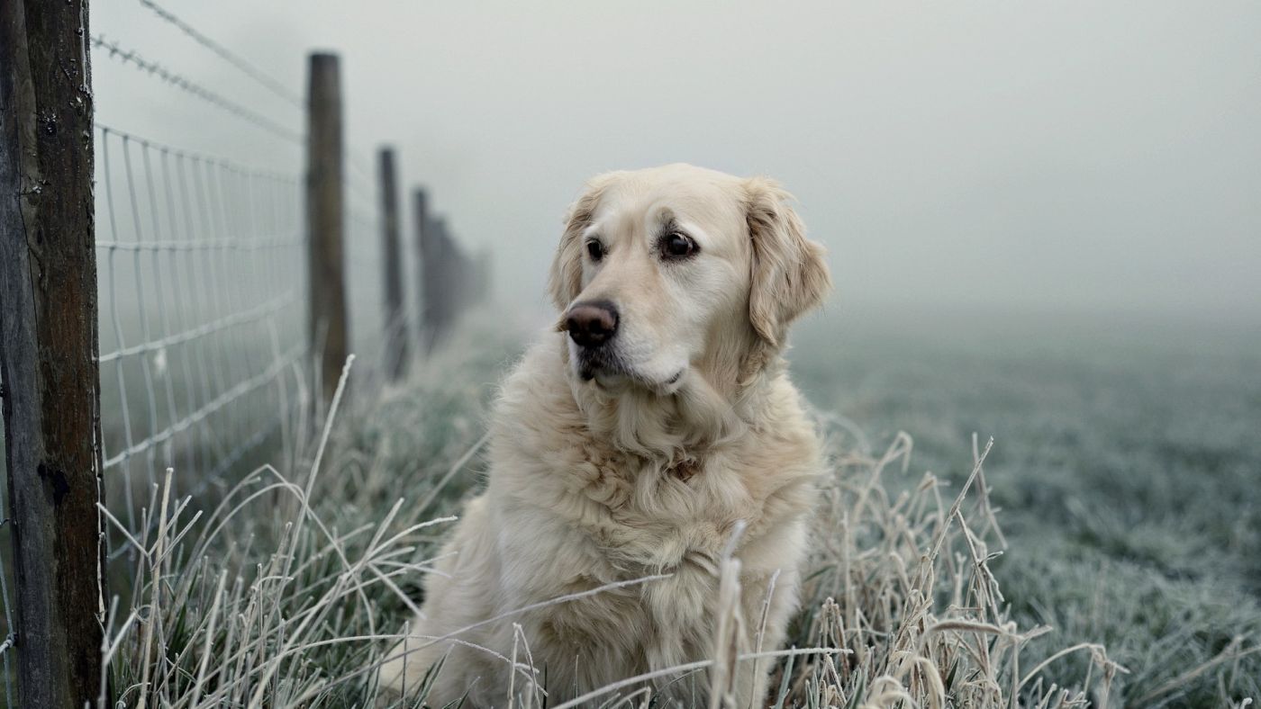 铁丝围栏旁的Labrador拉布拉多名犬宠物壁纸下载图片