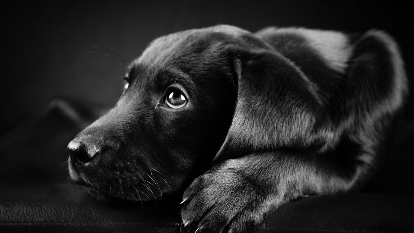 黑色拉布拉多猎犬小狗休息 · 免费素材图片