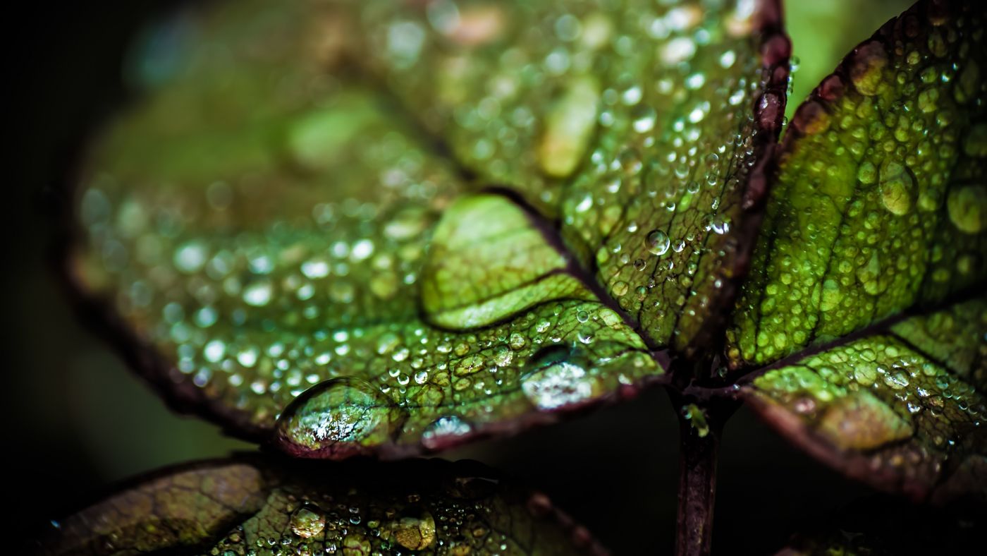 高清晰清新带露珠的绿叶微距壁纸下载图片