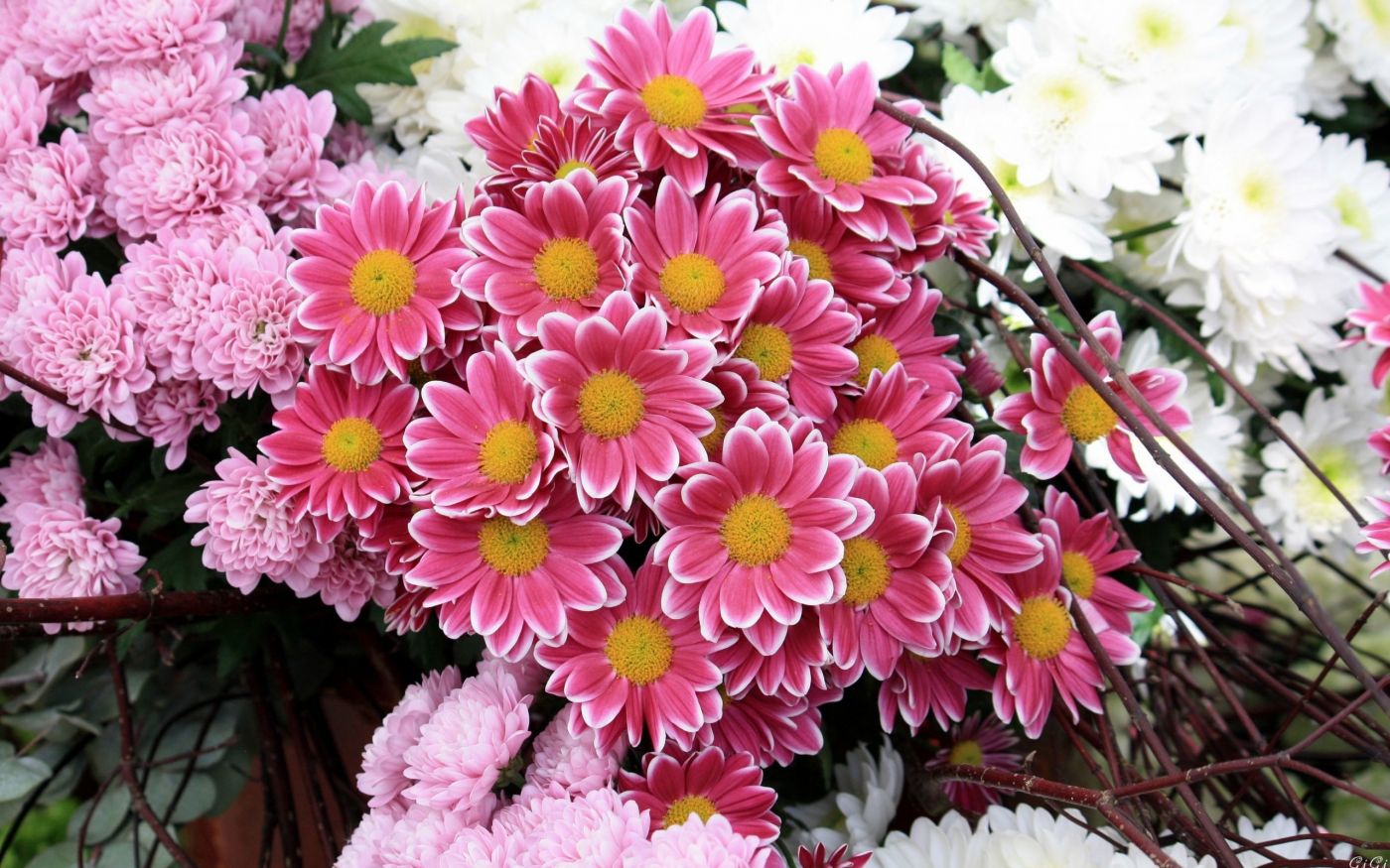 高清晰杜鹃花微距壁纸下载图片