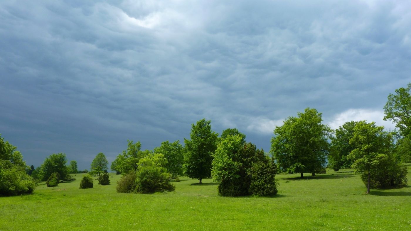 草原上的绿树图片