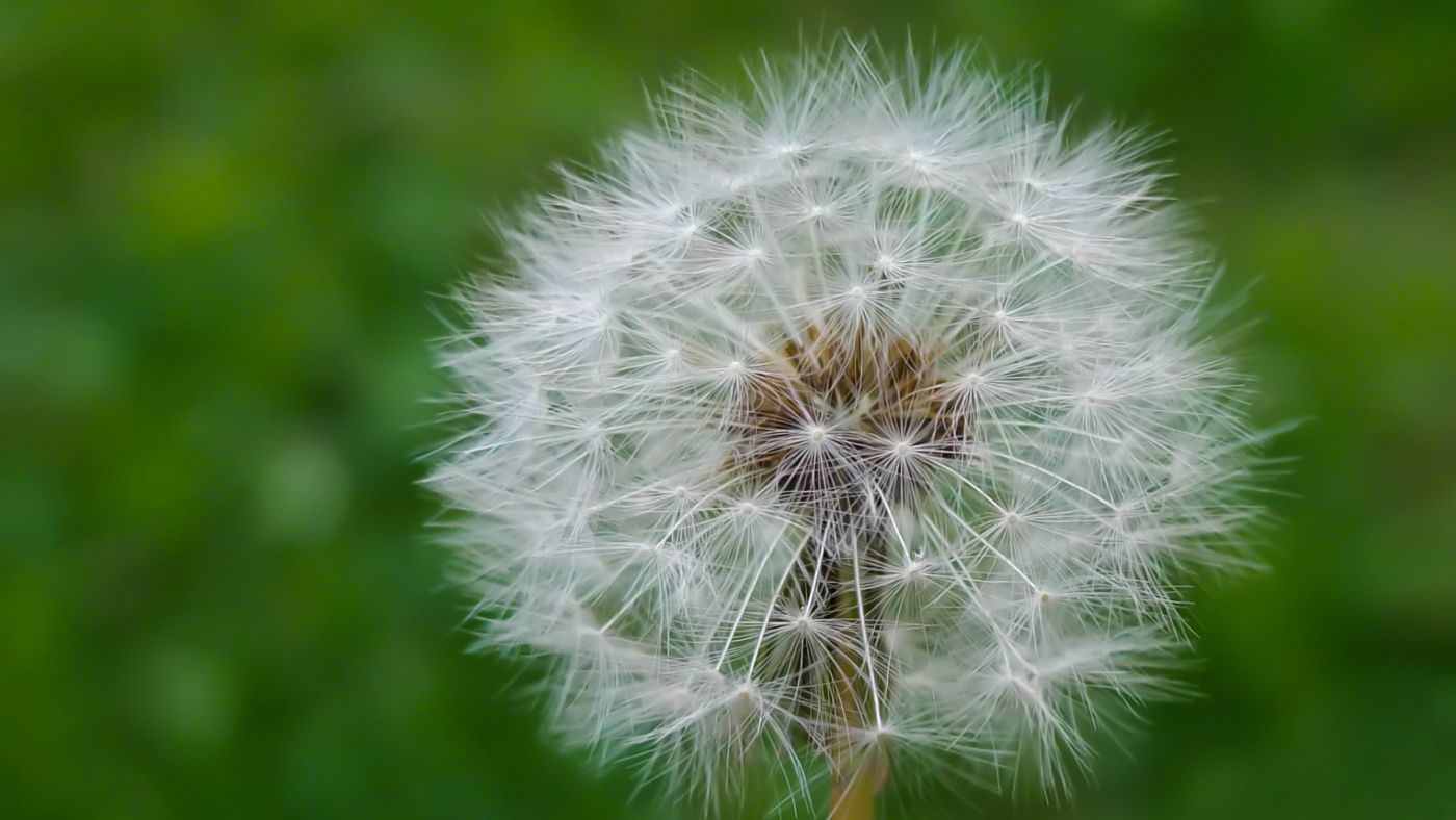 高清晰白色蒲公英花瓣壁纸图片