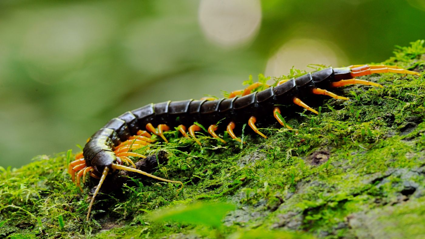 Chinese red-headed centipede - Wikipedia