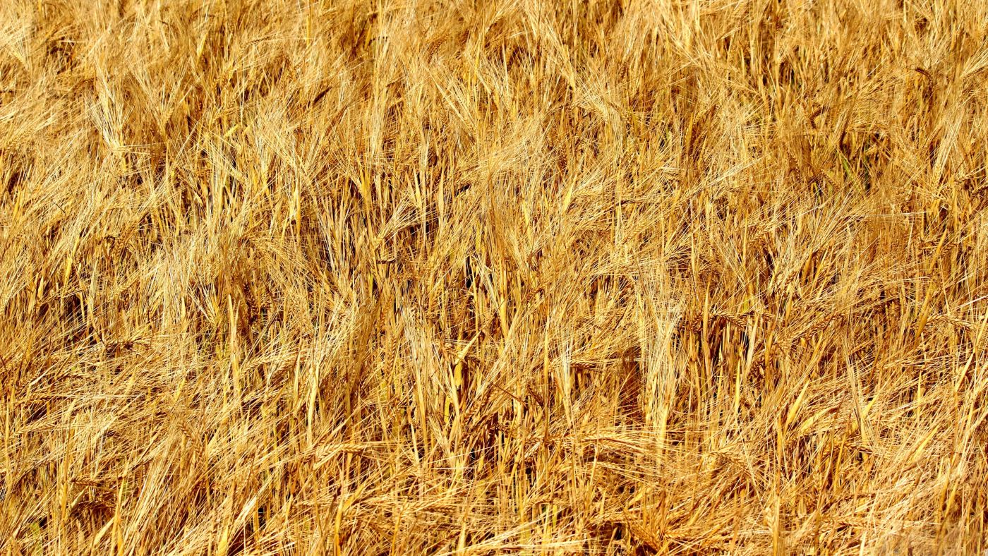 金黄的麦田图片