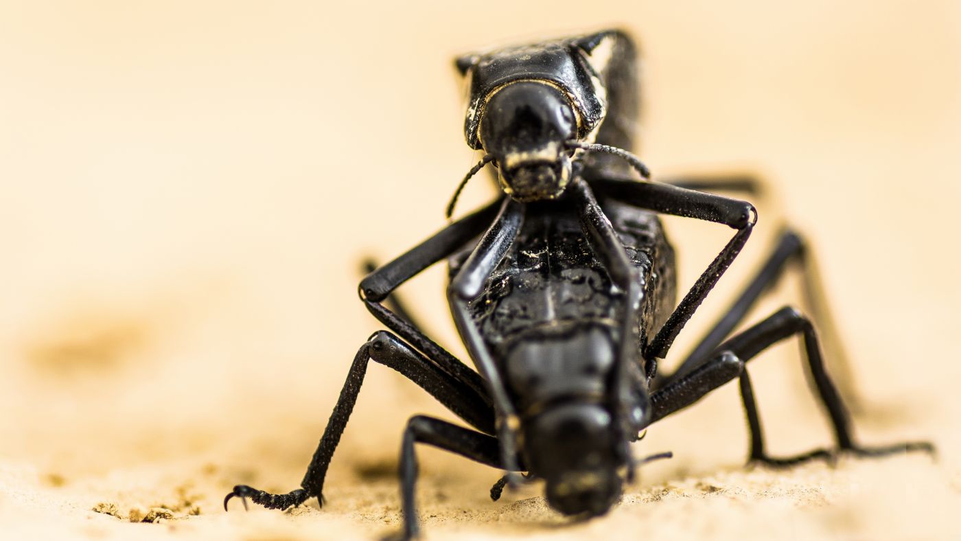 黑色“水牛”甲虫母子壁纸图片