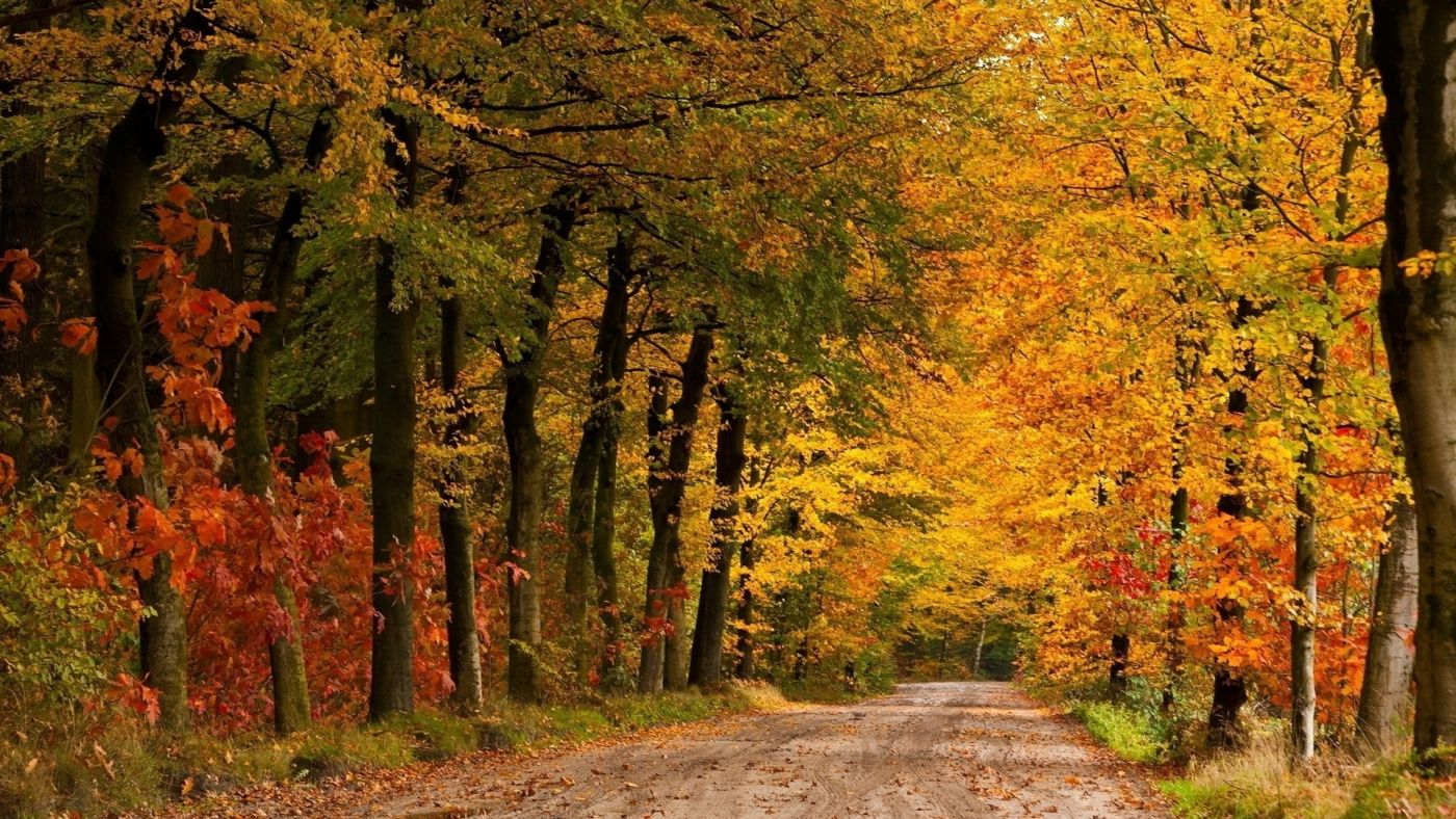 高清晰秋季枫树林路壁纸