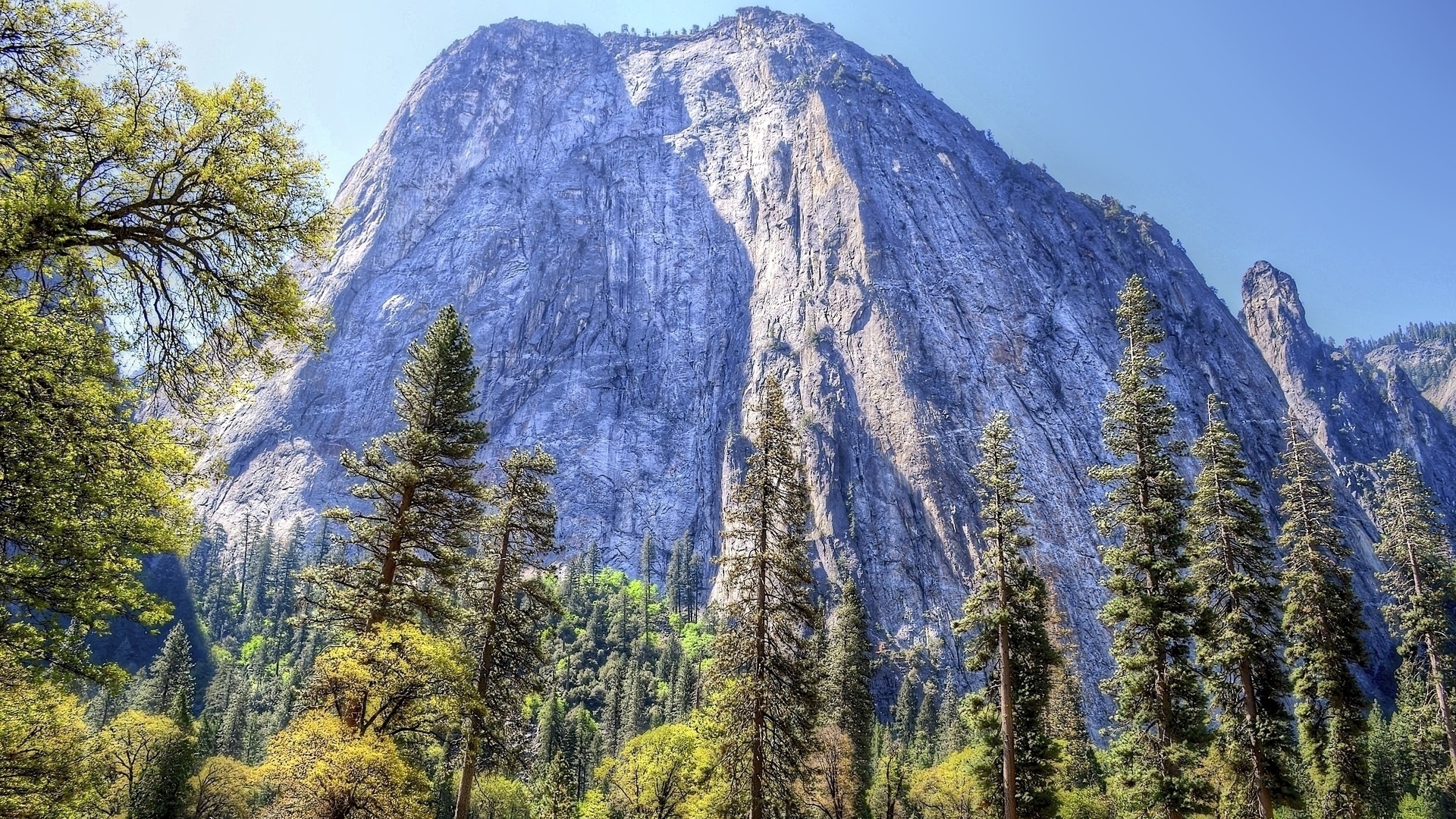 高清晰雪山松壁纸
