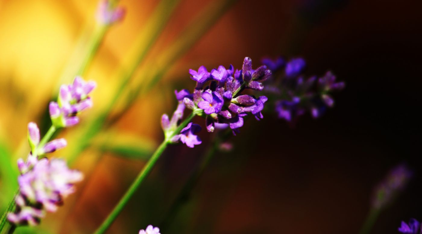 高清晰紫色花微距壁纸图片