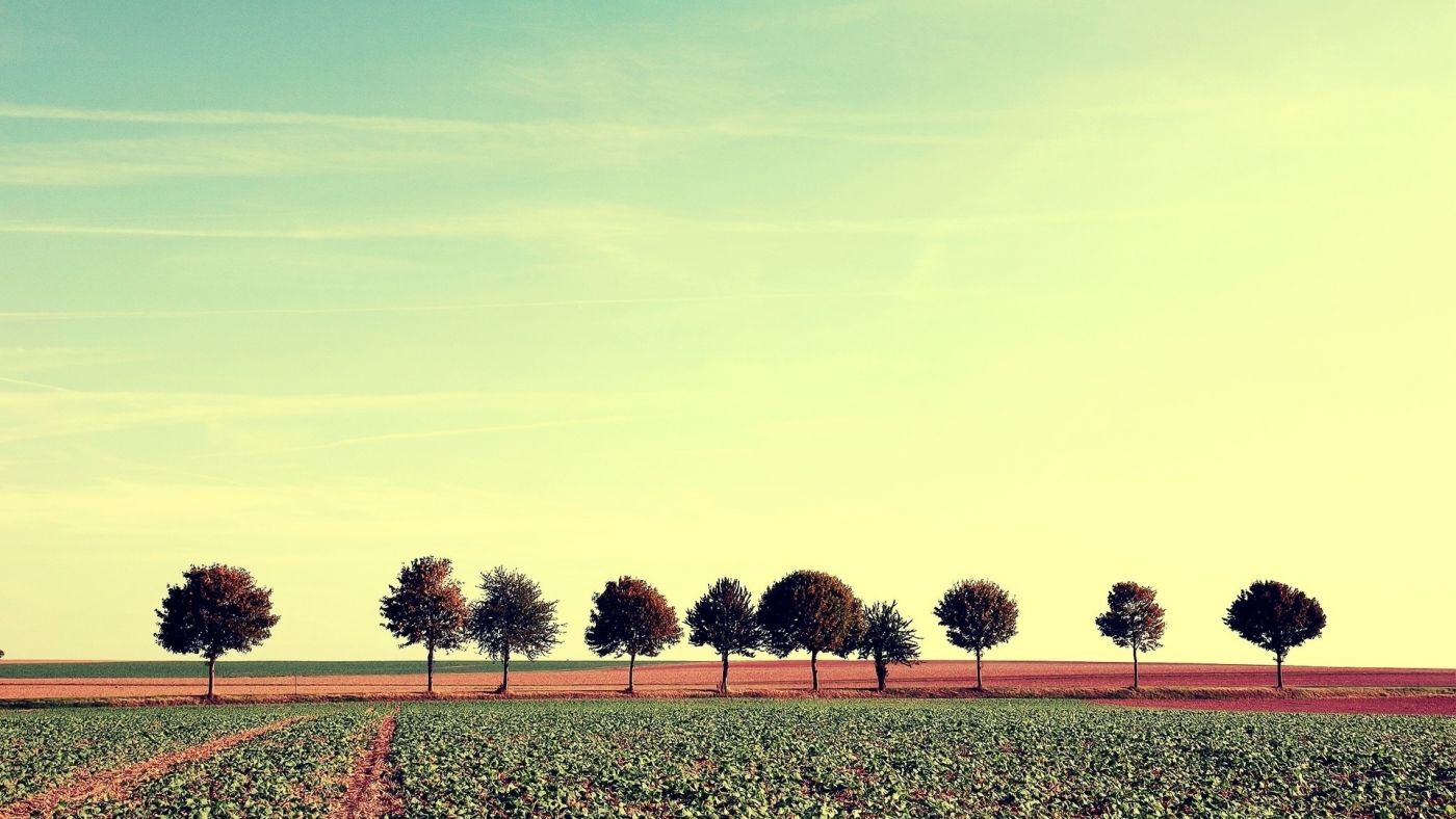 菜田树壁纸图片