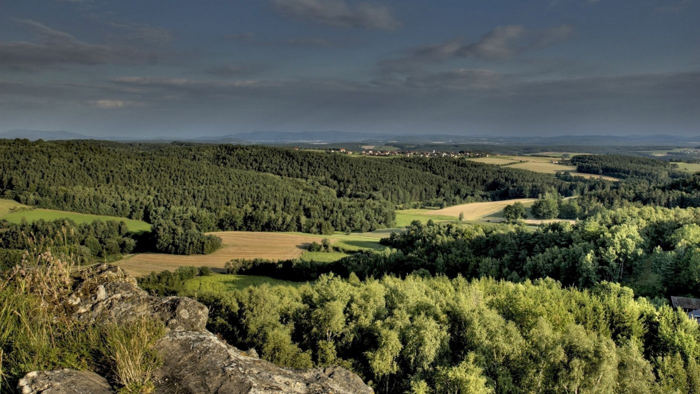 美丽的绿色森林掺望台图片