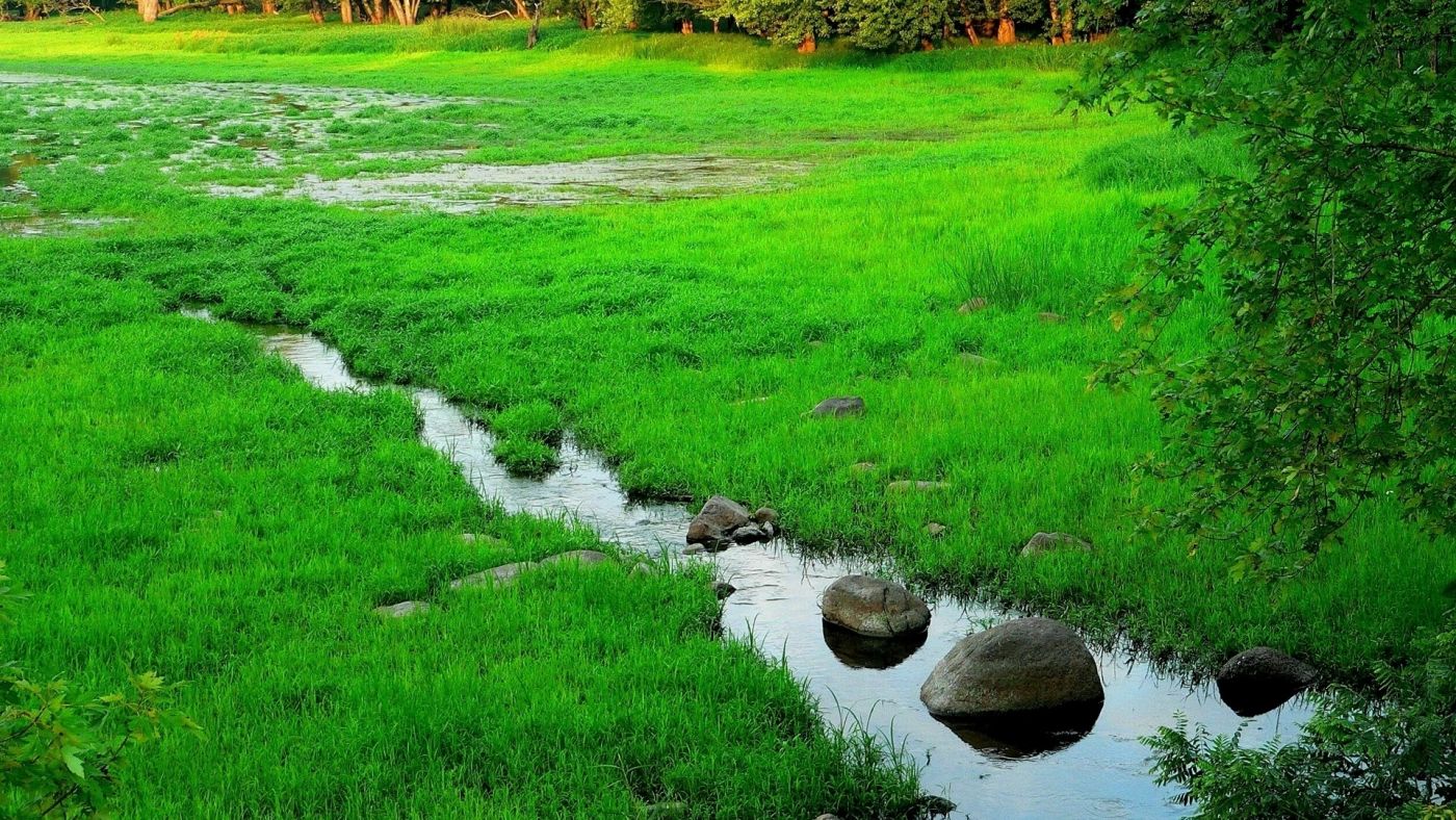 绿色草坪小溪壁纸