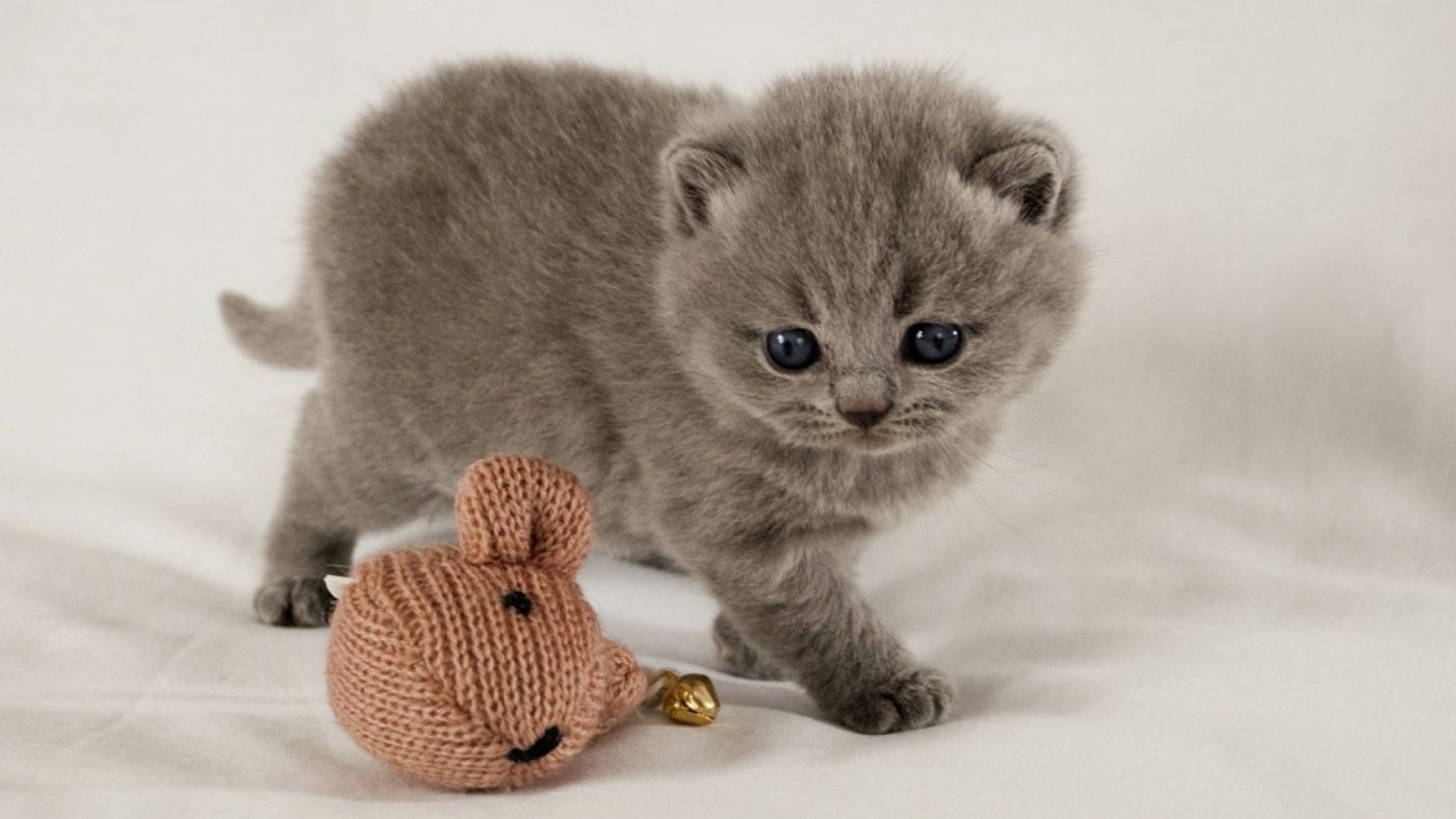 高清晰玩线球的-苏格兰折小猫图片