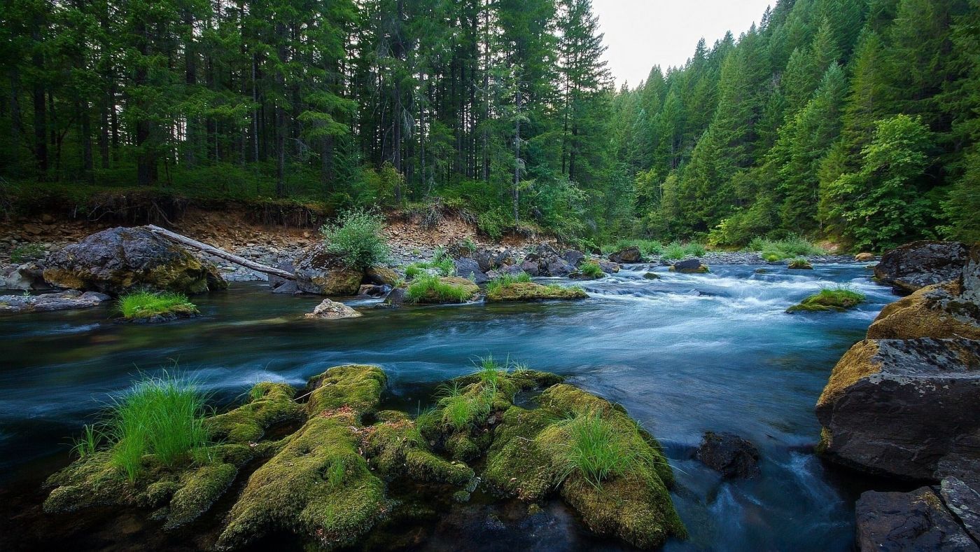 高清晰绿林河壁纸图片