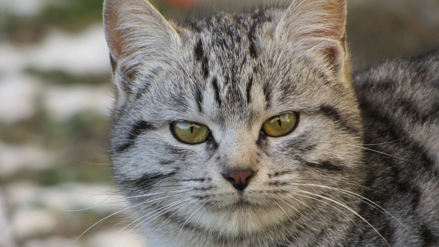 高清晰灰猫宠物猫壁纸图片