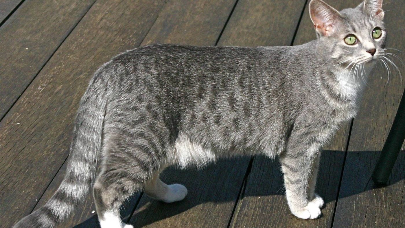 木板上的埃及猫图片