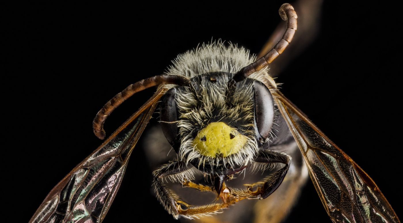 高清晰班克斯蜜蜂微距壁纸图片