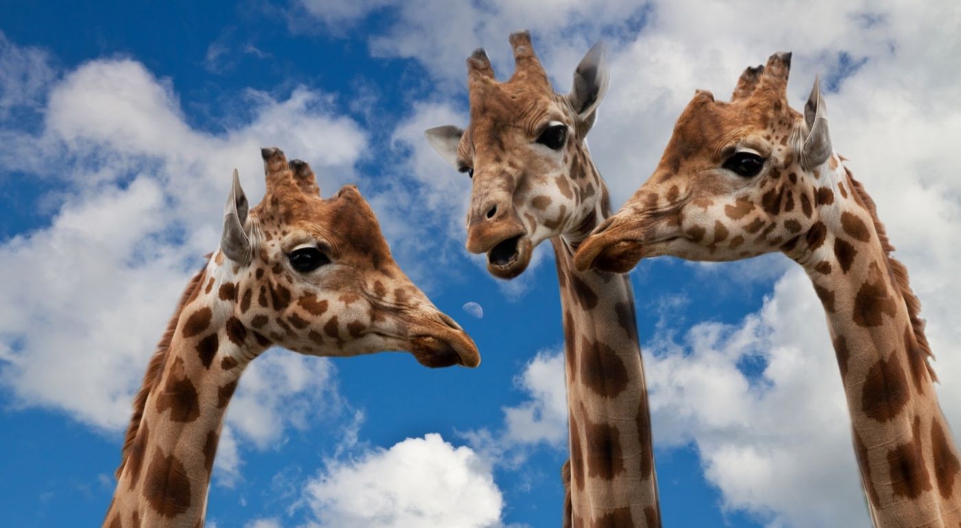 高清晰长颈鹿家庭壁纸图片