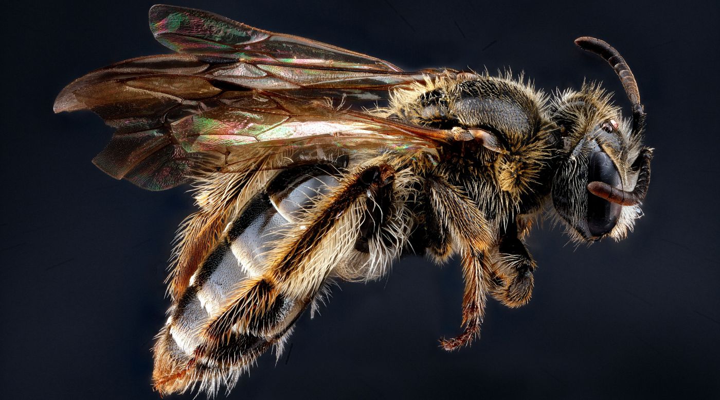 高清晰大黑蜜蜂微距壁纸图片