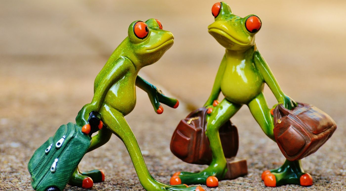 高清晰旅行的青蛙壁纸