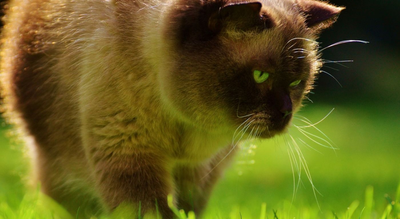 户外“探险家”图片