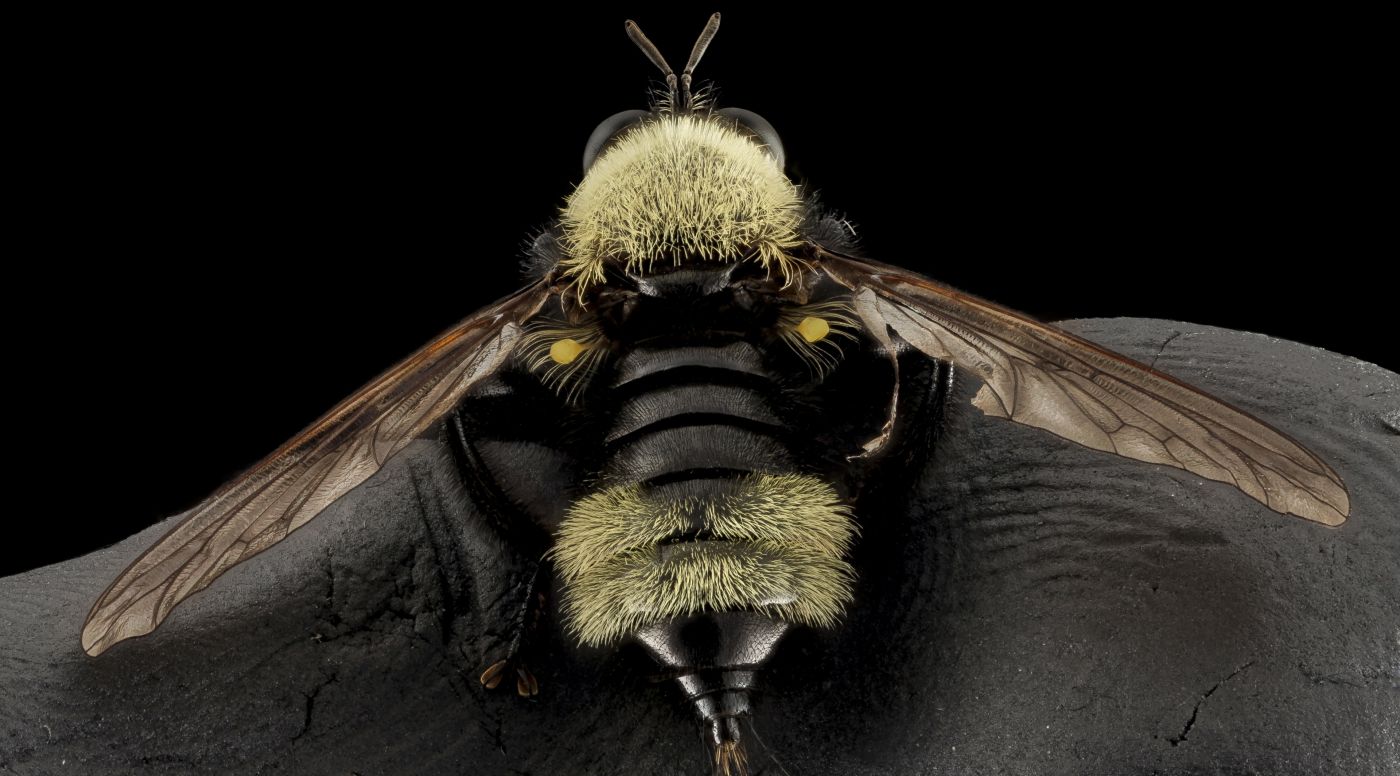 高清晰飞翔的蜜蜂壁纸图片