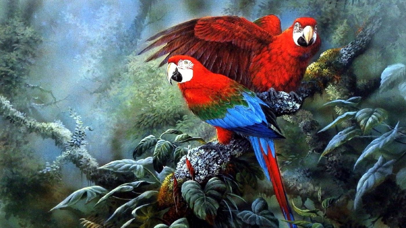 高清晰红色水彩鹦鹉鸟壁纸 欧莱凯设计网 08php Com