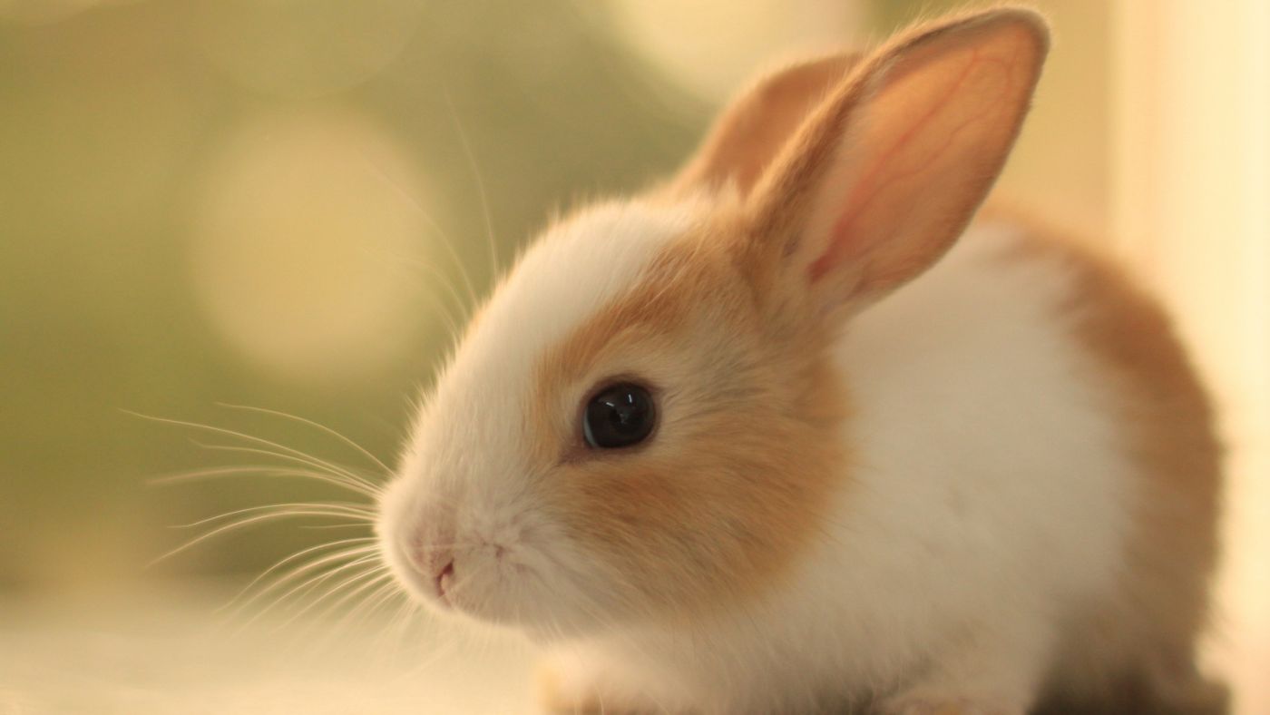 超萌宠物兔手机壁纸_电脑主题网