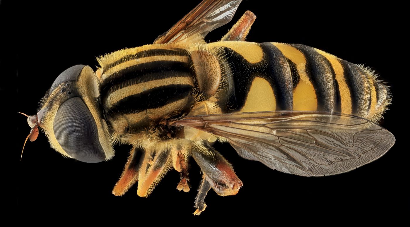 高清晰大蜜蜂昆虫标本壁纸 手机移动版