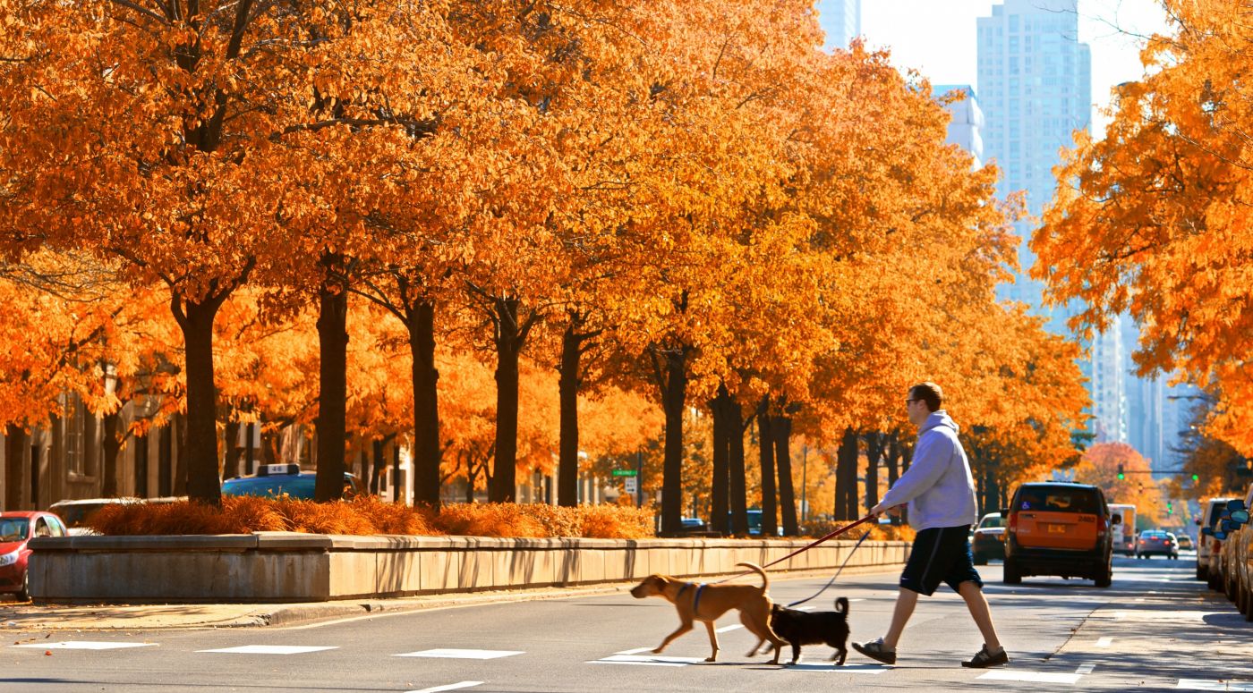 金秋下的遛狗人图片