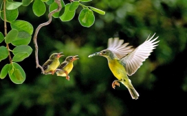 给鸟宝宝喂食的鸟