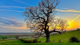 光秃秃树的日落