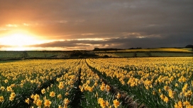 日落地平线的黄色水仙花