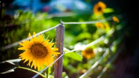 向日葵围栏壁纸