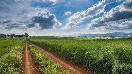 高清晰绿草黄泥路壁纸
