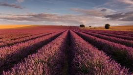 精彩的薰衣草花田