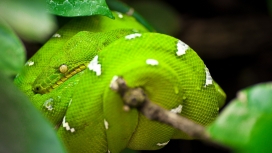 高清晰绿色蟒蛇壁纸