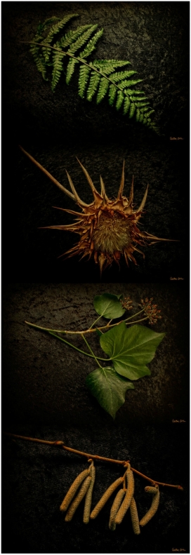 VANITAS II植物摄影